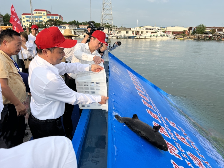 看船长如何往大海里放养鱼苗，上亿的那种