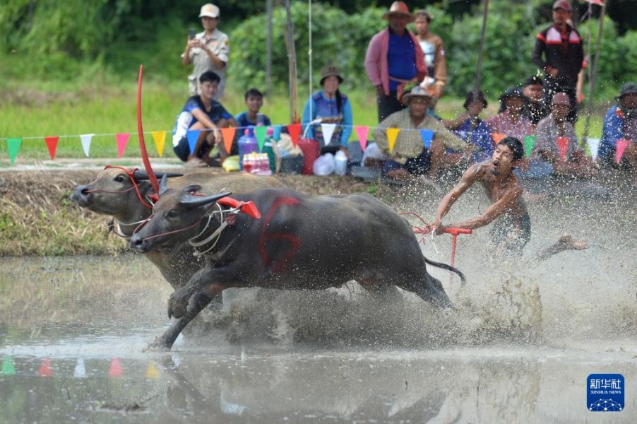 8月4日，參賽者在泰國春武里府駕馭水牛參加比賽。新華社發(fā)（拉亨攝）