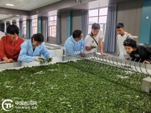 “繁花深處 飛馳磐安 古茶場(chǎng)論茶” 金臺茶文化交流活動(dòng)在金華舉行