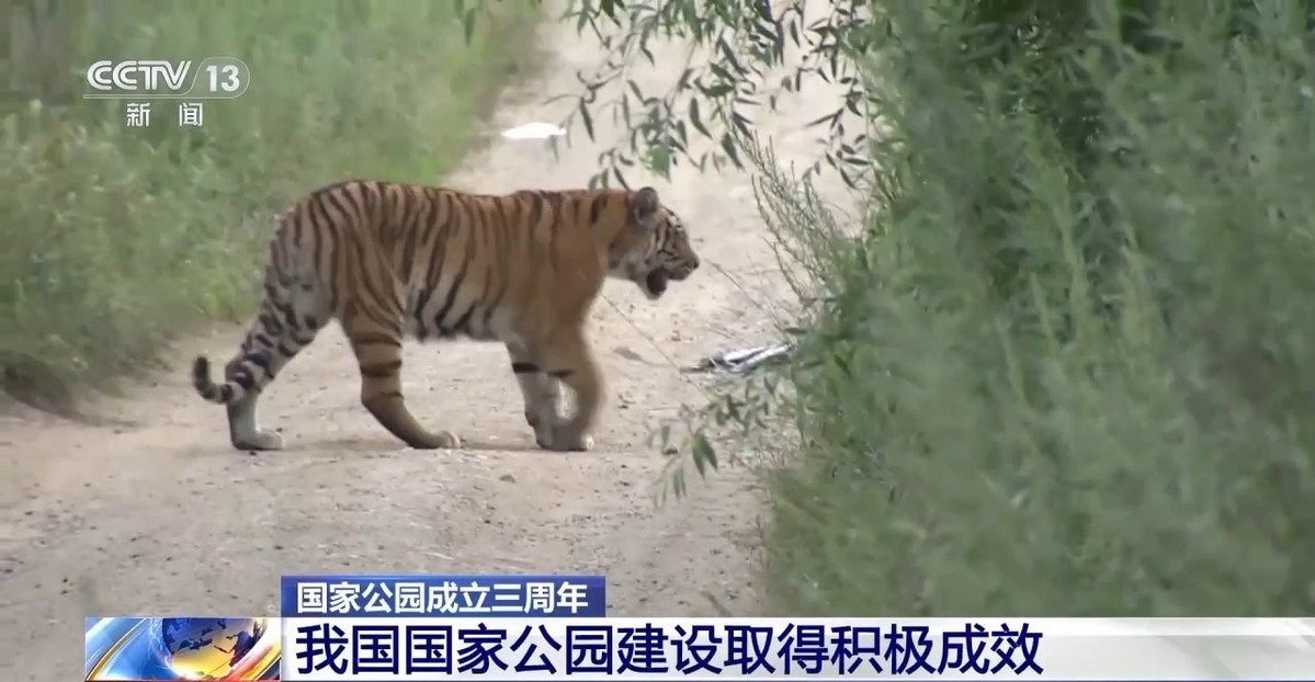 國家公園成立三年 野生動物種群有啥變化？ 一起來看“成績單”→