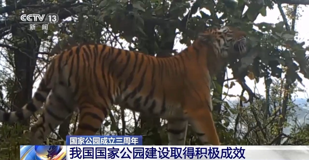 國家公園成立三年 野生動物種群有啥變化？ 一起來看“成績單”→