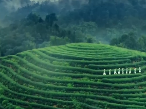 臺灣青年登蒙頂山 訪古茶園