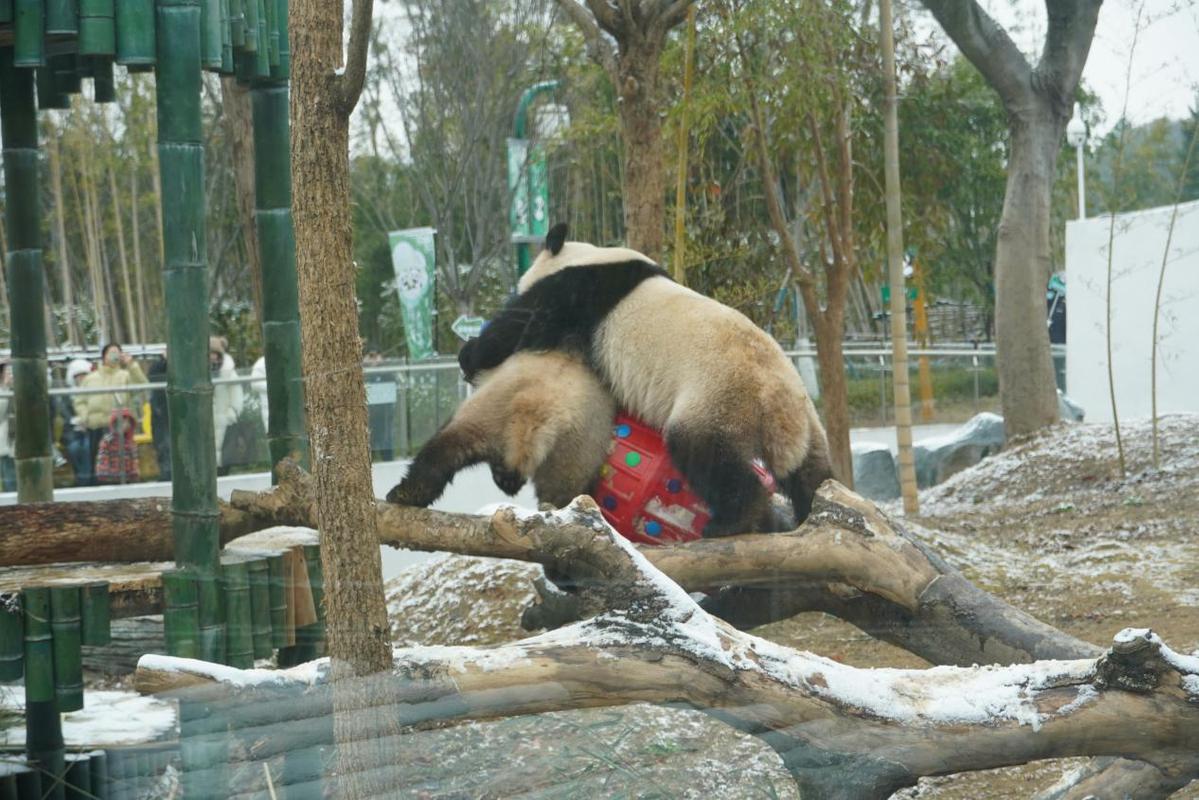 岳阳迎来新年首雪 大熊猫雪中“撒欢”吸引游客打卡