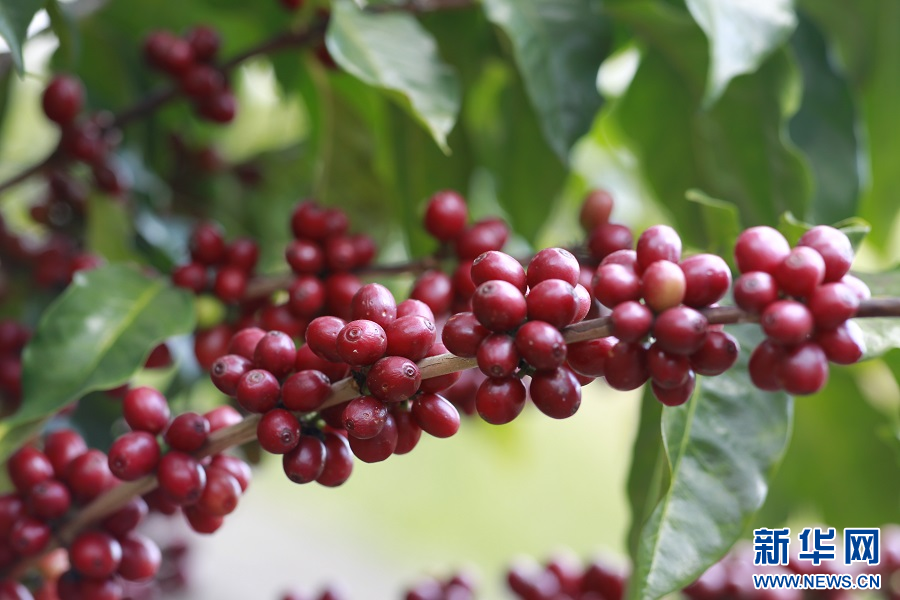 云南保山：“庄园+”新模式推动咖啡产业与农文旅融合发展