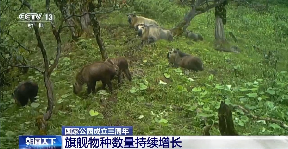 國家公園成立三年 野生動物種群有啥變化？ 一起來看“成績單”→