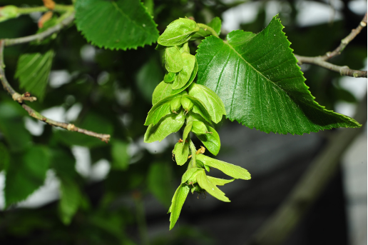 “世界野生動(dòng)植物日”看中國如何守護(hù)“人類的朋友”