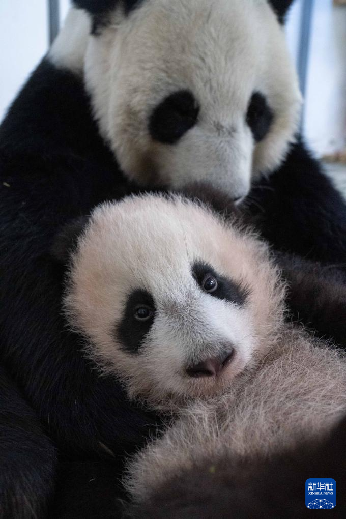 旅俄大熊猫幼崽定名“喀秋莎”