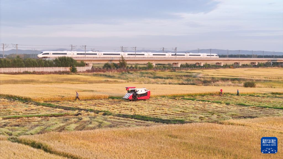 9月23日，在哈爾濱市阿城區(qū)，一列火車從豐收的稻田旁經(jīng)過（無人機(jī)照片）。

時(shí)下，秋色斑斕，構(gòu)成一幅幅美不勝收的秋日畫卷。

新華社發(fā)（楊威 攝）