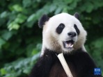 比利时：大熊猫“天宝”庆祝八岁生日