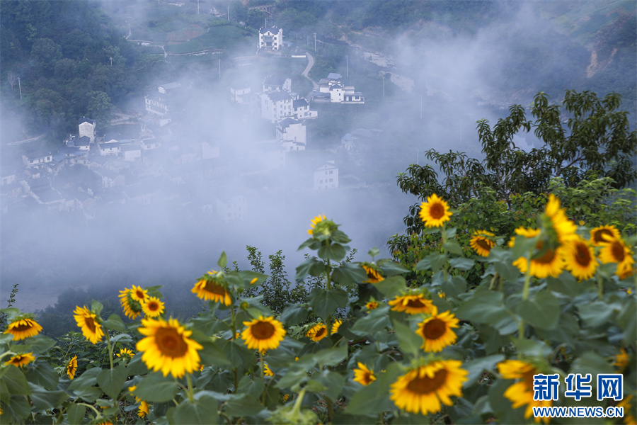 安徽歙縣：夏日鄉(xiāng)村 花開似海