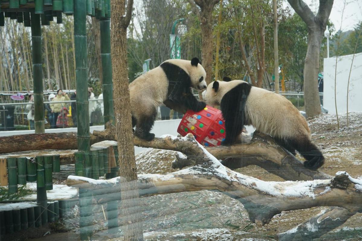 岳阳迎来新年首雪 大熊猫雪中“撒欢”吸引游客打卡