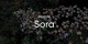 Sora火了，通用人工智能要來了?_fororder_下載