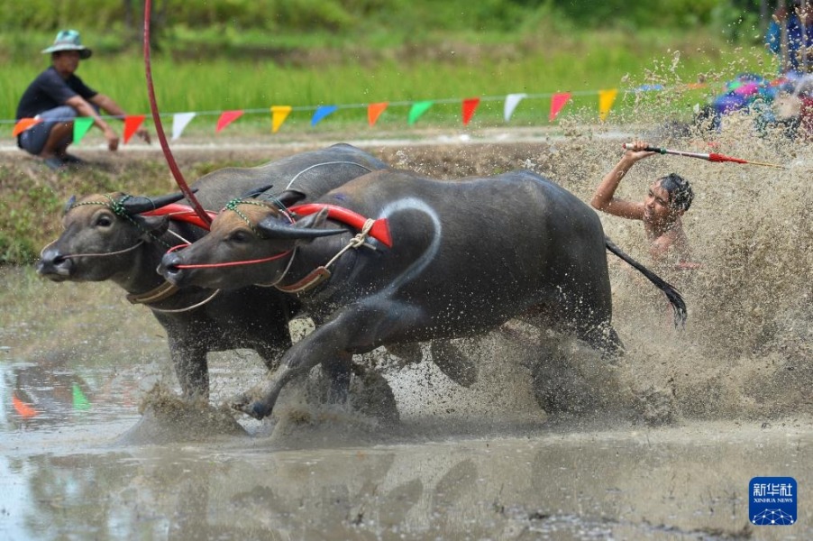 8月4日，參賽者在泰國(guó)春武里府駕馭水牛參加比賽。新華社發(fā)（拉亨攝）