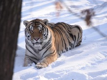 冰雪動物王國迎新年