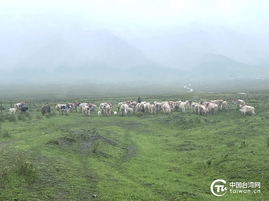 兩岸同胞同懷家國(guó)夢(mèng) 各民族共畫(huà)同心圓——隴原大地奏響多民族融合發(fā)展之歌