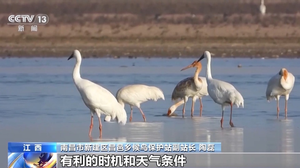 看鄱阳湖候鸟如何在天际画出“北迁航线”