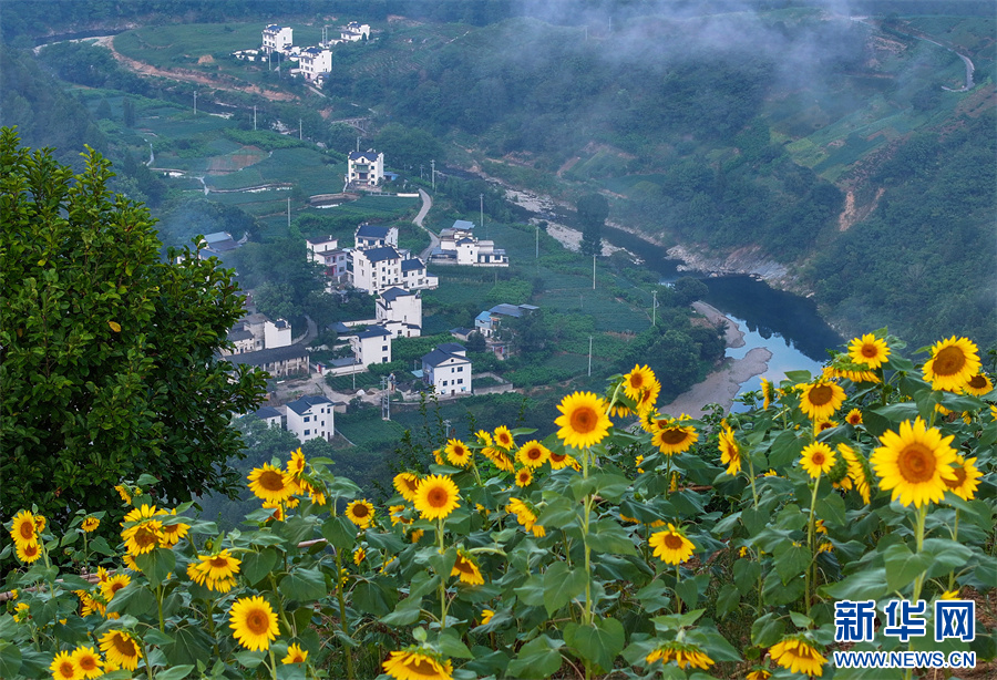 安徽歙縣：夏日鄉(xiāng)村 花開似海