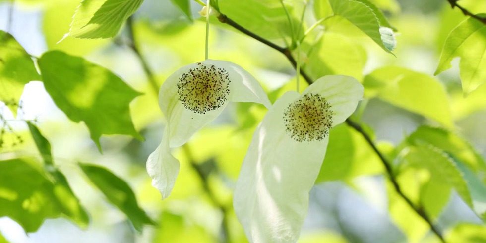 朱鹮7只→7000多只！中国这些野生动植物旗舰物种传来好消息