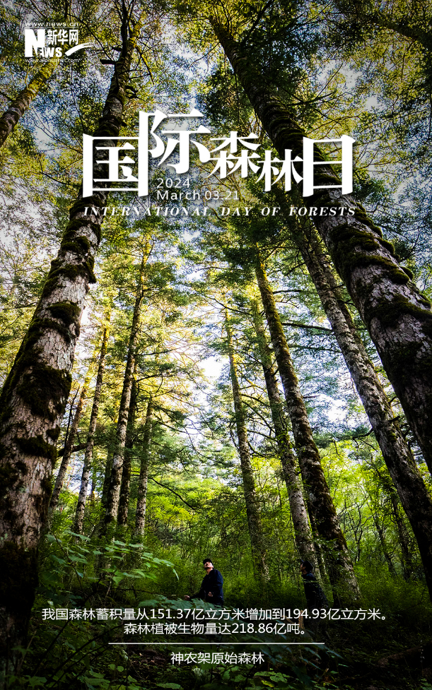 国际森林日︱“森林与创新” 创造更美新世界