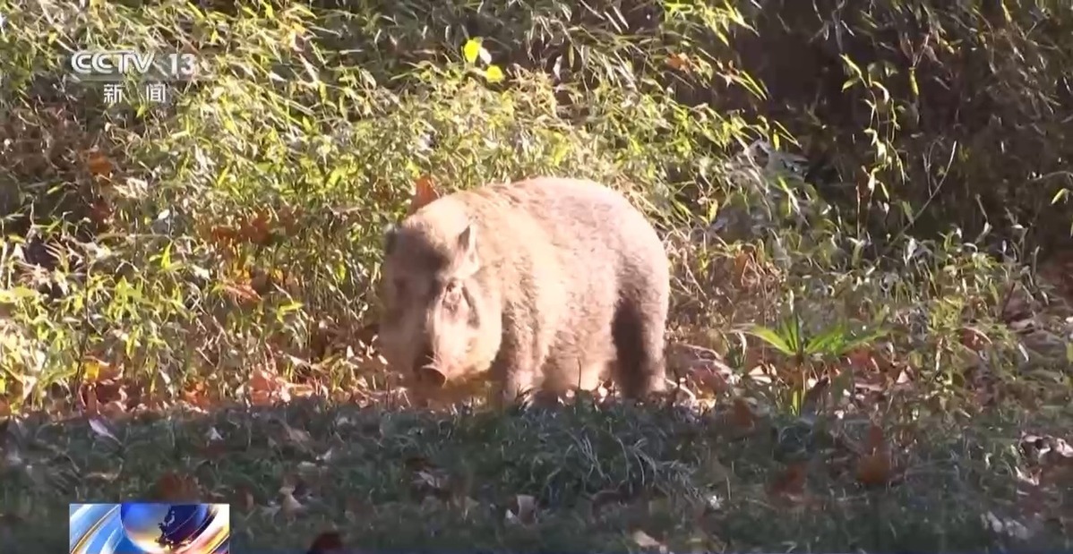 國家公園成立三年 野生動物種群有啥變化？ 一起來看“成績單”→