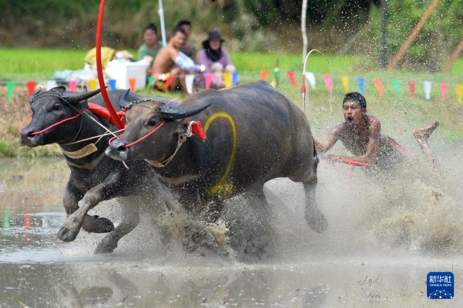 8月4日，參賽者在泰國(guó)春武里府駕馭水牛參加比賽。新華社發(fā)（拉亨攝）