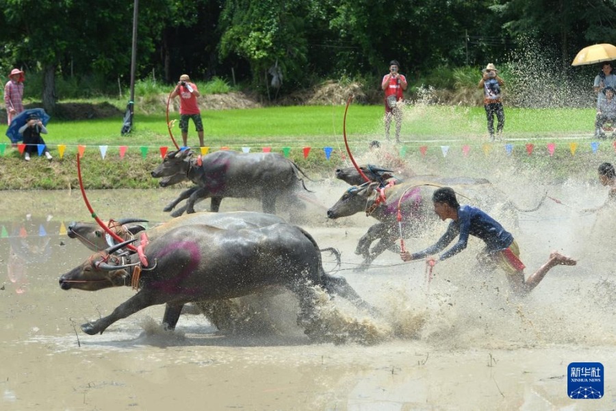 8月4日，參賽者在泰國(guó)春武里府駕馭水牛參加比賽。新華社發(fā)（拉亨攝）