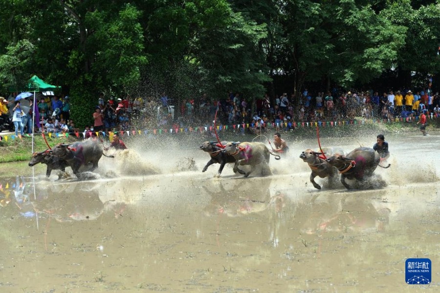 8月4日，參賽者在泰國(guó)春武里府駕馭水牛參加比賽。新華社發(fā)（拉亨攝）