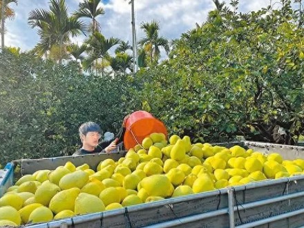 大陸恢復(fù)臺灣地區(qū)文旦柚輸入彰顯兩岸一家親