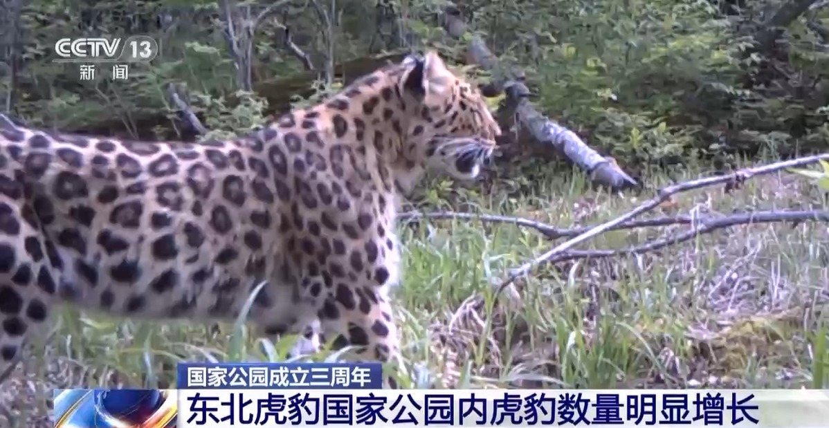 國家公園成立三年 野生動物種群有啥變化？ 一起來看“成績單”→