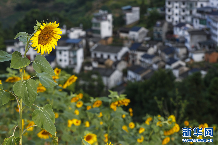 安徽歙縣：夏日鄉(xiāng)村 花開似海