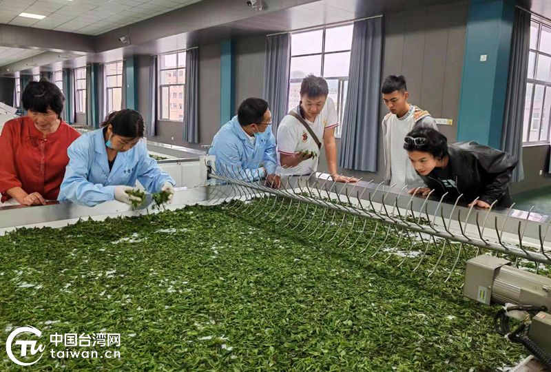 “繁花深處 飛馳磐安 古茶場(chǎng)論茶” 金臺(tái)茶文化交流活動(dòng)在金華舉行