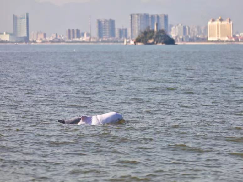 80多只“水上大熊猫”中华白海豚逐浪嬉戏厦门湾