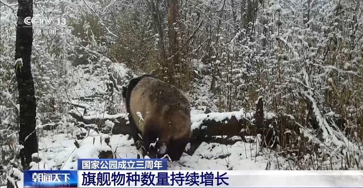 國家公園成立三年 野生動(dòng)物種群有啥變化？ 一起來看“成績單”→