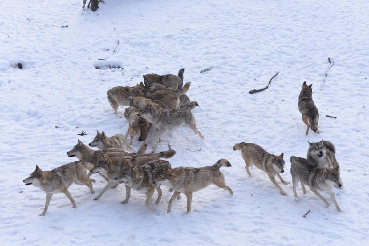 冰雪動物王國迎新年