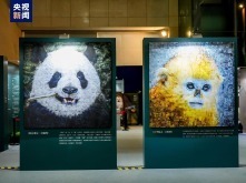 大熊猫国家公园自然教育计划“双宝溯源行动”正式启动