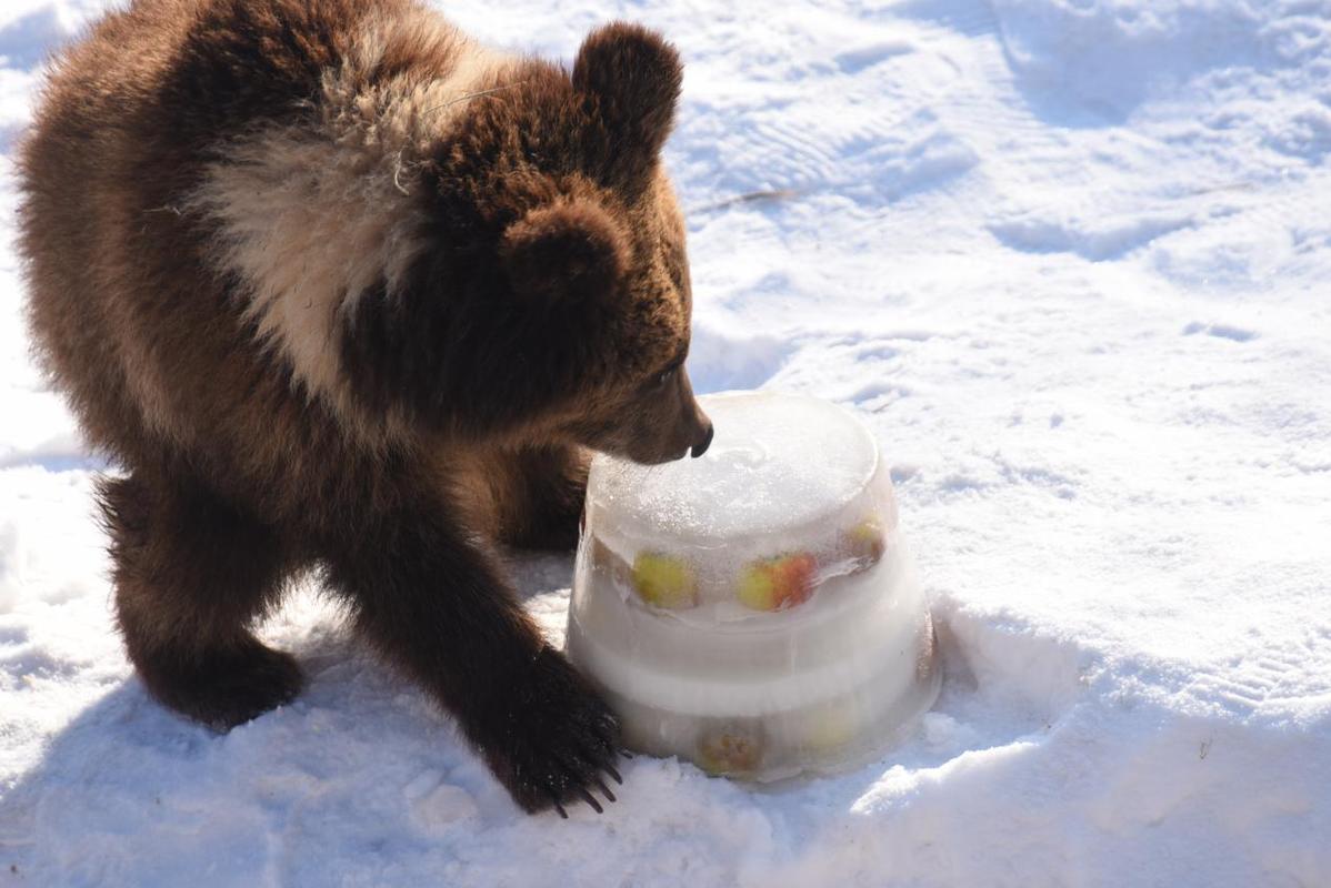 冰雪動物王國迎新年