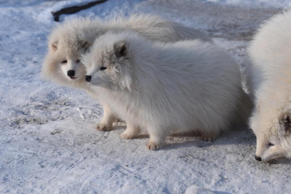 冰雪動物王國迎新年