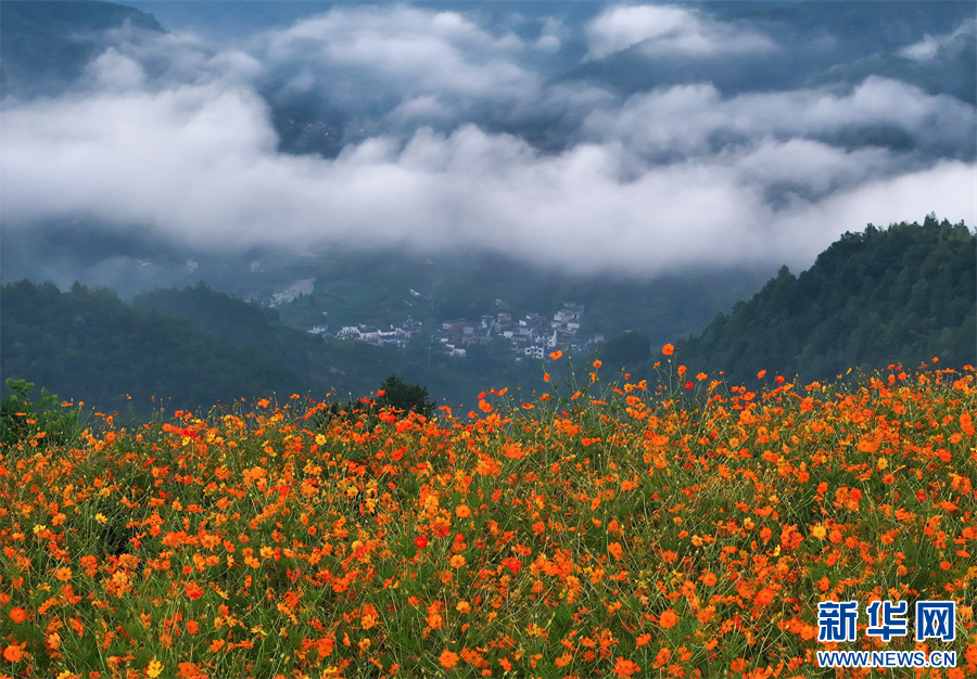 安徽歙縣：夏日鄉(xiāng)村 花開似海