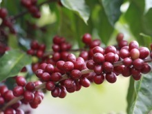 云南保山：“庄园+”新模式推动咖啡产业与农文旅融合发展
