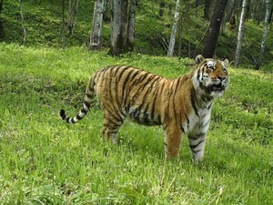 东北虎豹国家公园设立三周年：野生东北虎豹种群数量显著增加