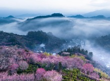 鶯鳴一兩囀，花樹數(shù)重開