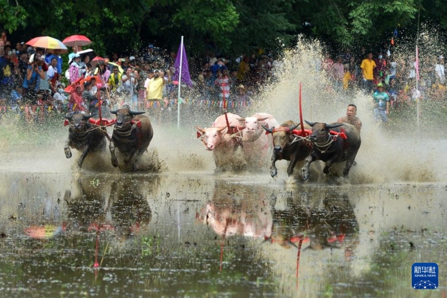 8月4日，參賽者在泰國(guó)春武里府駕馭水牛參加比賽。新華社發(fā)（拉亨攝）