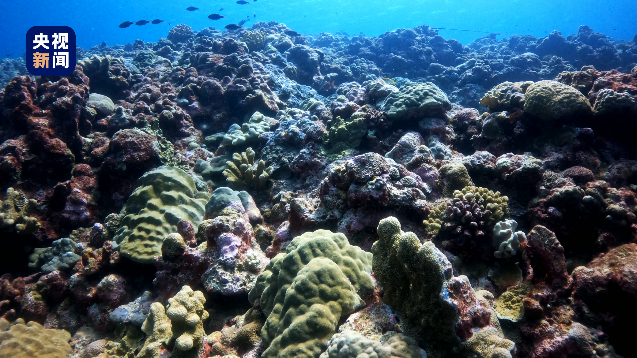 环境质量优！《黄岩岛海域生态环境状况调查评估报告》发布