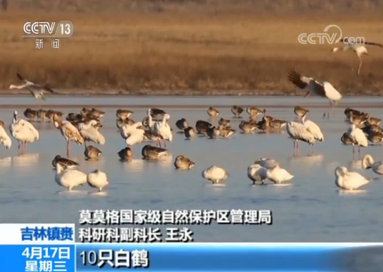 吉林鎮(zhèn)賚莫莫格濕地迎來候鳥北歸高峰