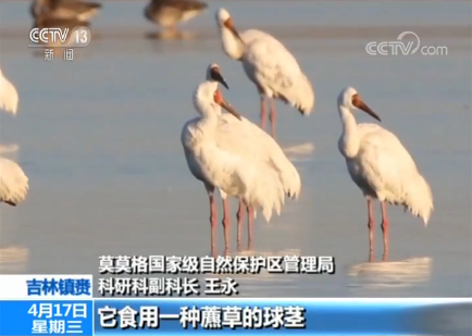 吉林鎮(zhèn)賚莫莫格濕地迎來候鳥北歸高峰