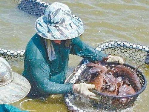 台湾经济禁不起ECFA失效冲击