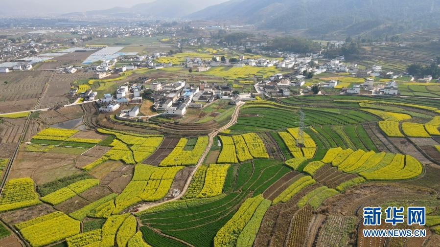 云南施甸：油菜花香醉春光