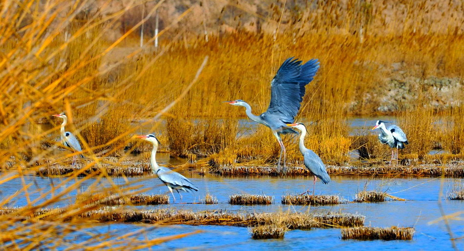 圖片默認(rèn)標(biāo)題_fororder_4月2日，鷺鳥在寧夏沙湖鳥島蘆葦叢中嬉戲?？偯娣e4247公頃的寧夏沙湖鳥島是鳥類的天堂，有近200種、100多萬只，占寧夏鳥類總數(shù)的三成多。春暖花開時節(jié)，鳥兒們成群結(jié)隊(duì)地飛到這里繁衍生息；等秋意漸濃，小鳥們羽翼豐滿后，便和眾鳥一同長途跋涉飛往南方越冬。新華社記者 劉泉龍