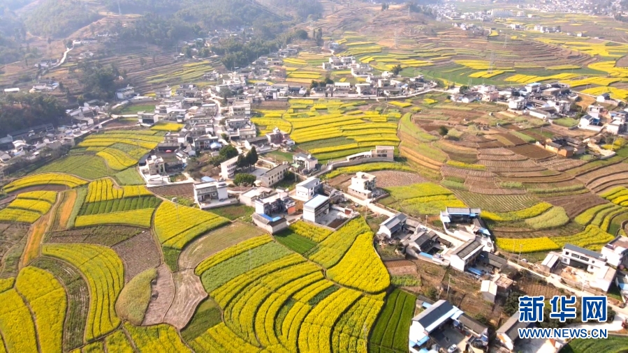 云南施甸：油菜花香醉春光