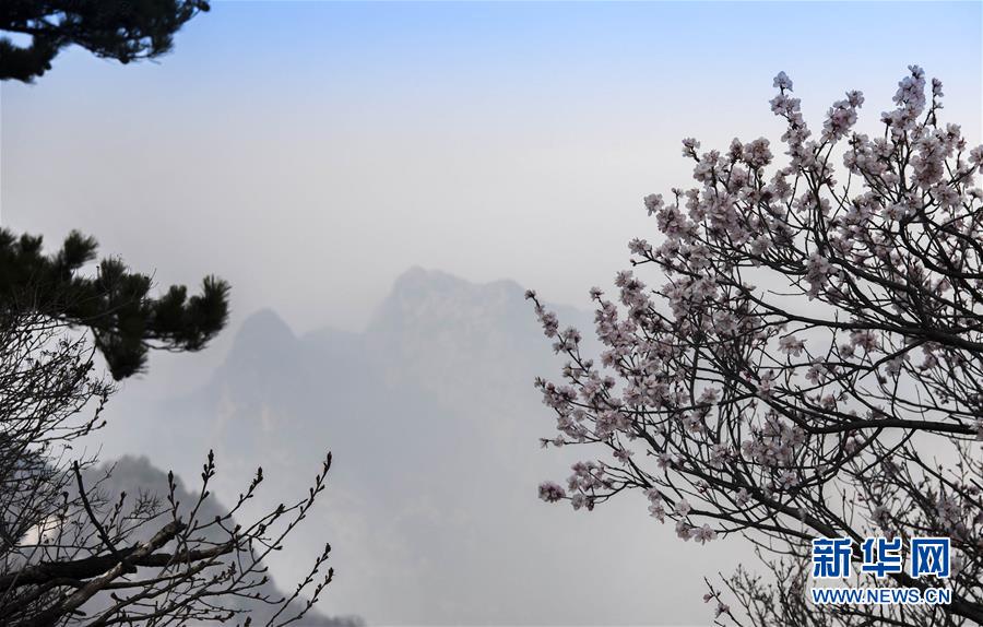 4月10日，華山西峰鮮花盛開。新華社記者 陶明 攝